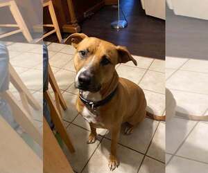 Tippy - Female Boxer-Unknown Mix Dog for Adoption