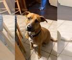 Tippy - Female Boxer-Unknown Mix Dog for Adoption - Small photo