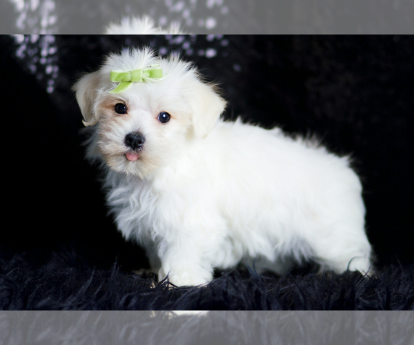 Medium Photo #94 Morkie Puppy For Sale in WARSAW, IN, USA