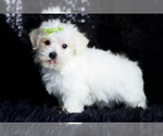 Small Photo #94 Morkie Puppy For Sale in WARSAW, IN, USA