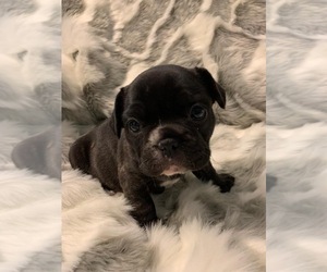 French Bulldog Puppy for sale in JOHNS ISLAND, SC, USA