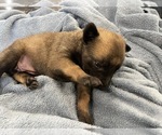 Small Photo #198 Belgian Malinois Puppy For Sale in REESEVILLE, WI, USA