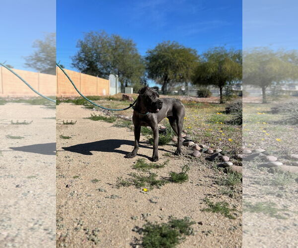 Medium Photo #1 Mutt Puppy For Sale in Goodyear, AZ, USA
