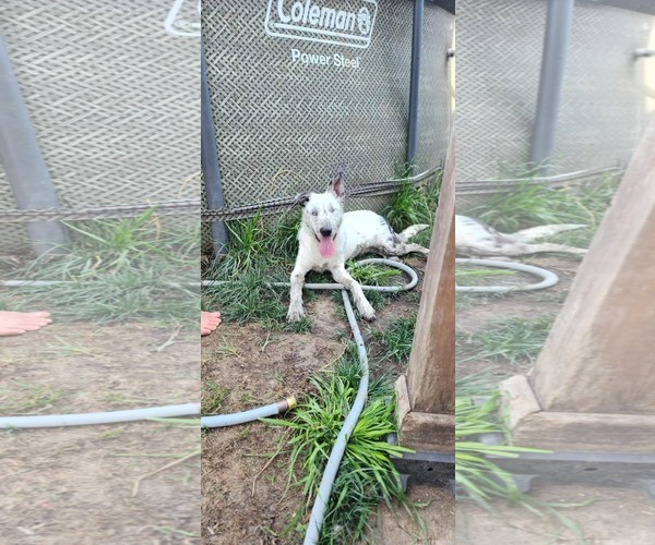 Medium Photo #3 Border Collie-Unknown Mix Puppy For Sale in Hinckley, IL, USA