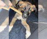 Small #3 German Shepherd Dog Mix