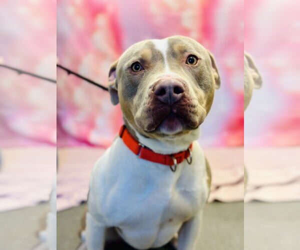 Medium Photo #4 Mutt Puppy For Sale in Jackson , NJ, USA