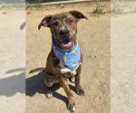 Small Catahoula Leopard Dog