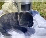 Small Photo #2 Labrador Retriever Puppy For Sale in FREDERICKSBURG, VA, USA