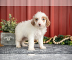Puppy Whitney Goldendoodle (Miniature)