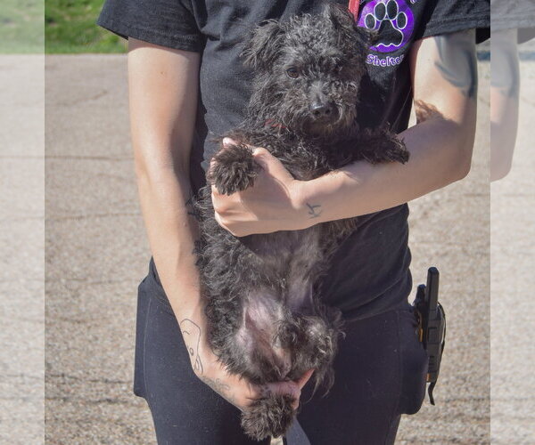 Medium Photo #3 Mutt Puppy For Sale in Huntley, IL, USA