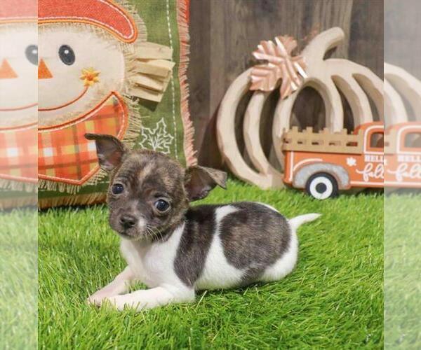 Medium Photo #17 Chihuahua Puppy For Sale in TAMPA, FL, USA