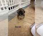 Puppy Bandit Shih Apso