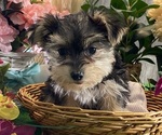 Small #4 Morkie
