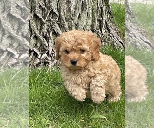 Cavapoo Puppy for Sale in STURGEON BAY, Wisconsin USA