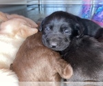 Small Photo #10 Labrador Retriever Puppy For Sale in AMBOY, WA, USA