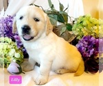 Small Photo #3 Golden Retriever Puppy For Sale in MARSHFIELD, MO, USA