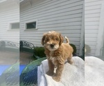 Cornelia - Female Double Doodle Puppy for Sale - Small photo