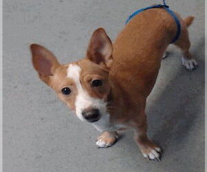 Chihuahua Dogs for adoption in Redwood City, CA, USA