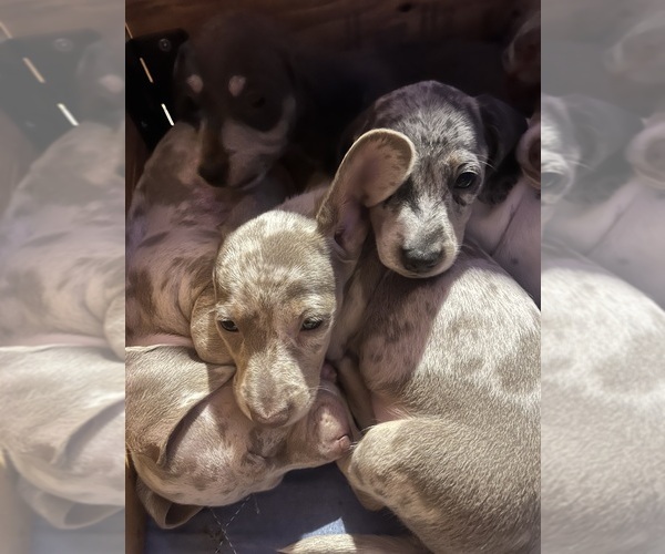 Medium Photo #32 Dachshund Puppy For Sale in LAKEBAY, WA, USA
