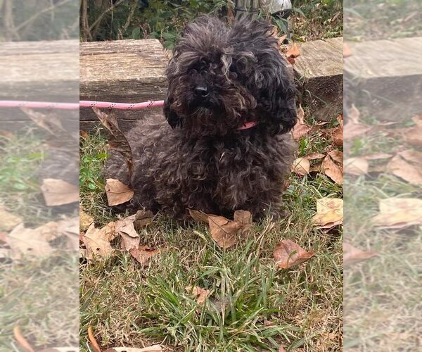 Medium Photo #3 Poodle (Miniature) Puppy For Sale in HOPKINSVILLE/PRINCETON, KY, NH, USA