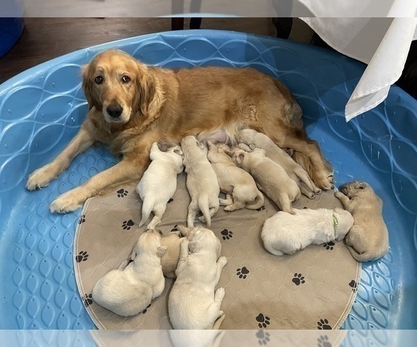 Medium Photo #10 Golden Retriever Puppy For Sale in MCKINNEY, TX, USA
