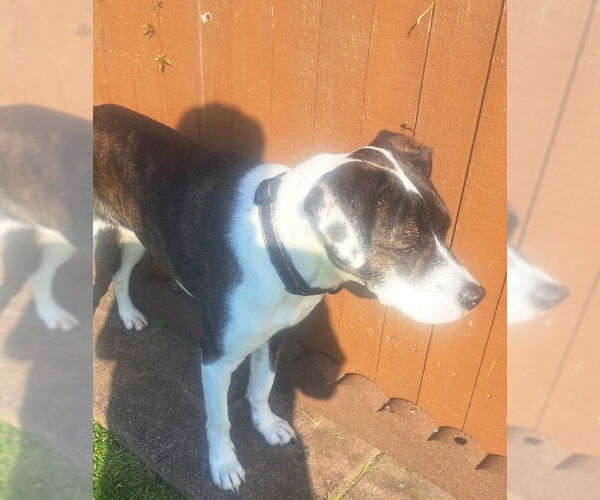 Medium Photo #2 Mutt Puppy For Sale in Yardley, PA, USA