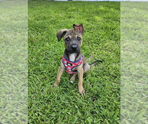 Mutt Dogs for adoption in Key Largo, FL, USA