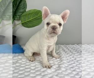 French Bulldog Puppy for Sale in FRANKLIN, Indiana USA