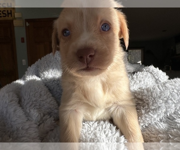 Medium Photo #3 Sheprador Puppy For Sale in BROOKLINE, NH, USA