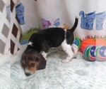 Image preview for Ad Listing. Nickname: Rowdy