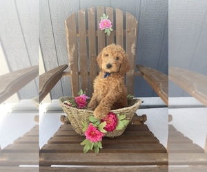 Goldendoodle Puppy for sale in LOS ANGELES, CA, USA