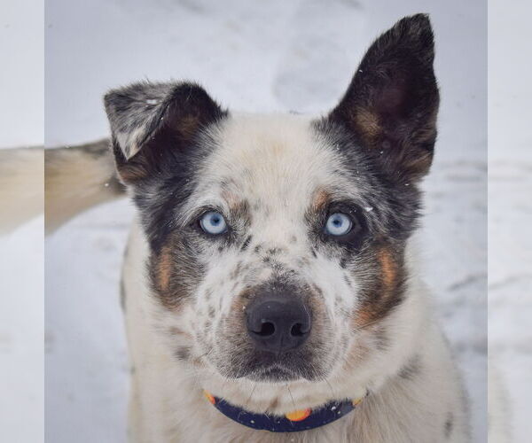 Medium Photo #1 Australian Shepherd-Unknown Mix Puppy For Sale in Huntley, IL, USA