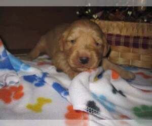 Golden Retriever Puppy for Sale in BELLEFONTE, Pennsylvania USA