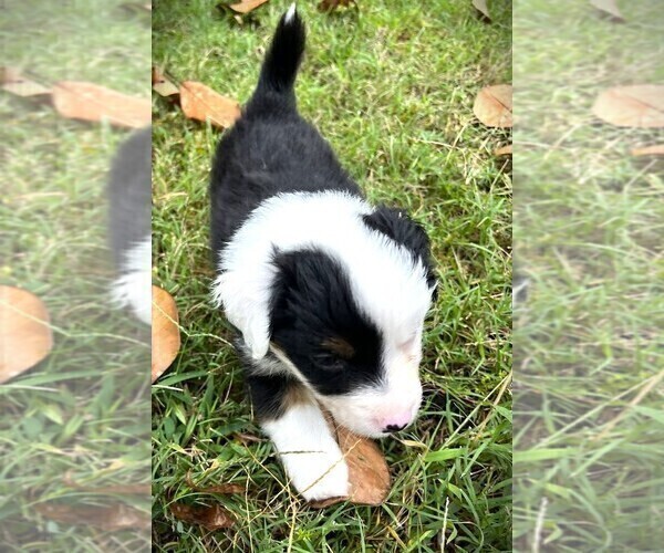 Medium Photo #6 Miniature Australian Shepherd Puppy For Sale in MONTICELLO, SC, USA