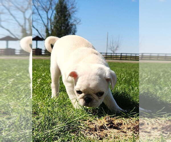 Medium Photo #2 Pug Puppy For Sale in CORY, IN, USA
