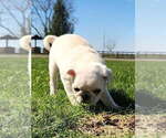 Small #1 Pug