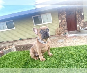 French Bulldog Puppy for sale in CARLSBAD, CA, USA