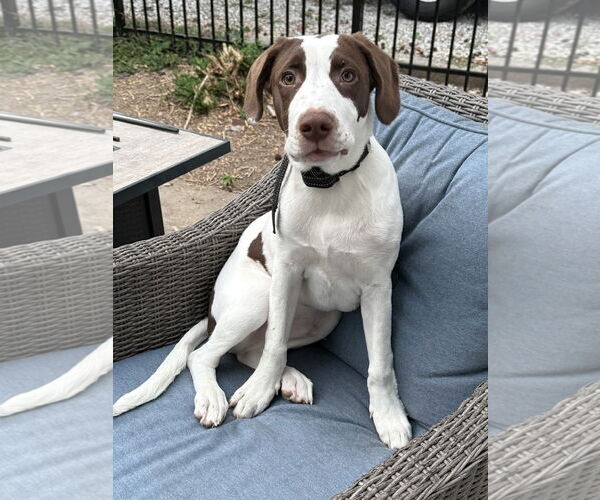 Medium Photo #2 Labrador Retriever-Unknown Mix Puppy For Sale in Greenville, IL, USA