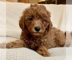 Small Photo #1 Goldendoodle-Poodle (Miniature) Mix Puppy For Sale in RANDOLPH, WI, USA
