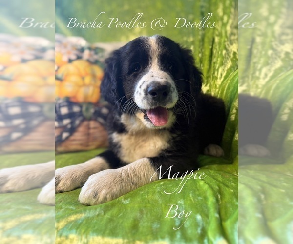 Medium Photo #4 Golden Mountain Doodle  Puppy For Sale in SAINT CLOUD, MN, USA