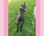Small #28 American Pit Bull Terrier Mix