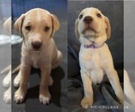 Puppy Puppy 3 Goldendoodle-Unknown Mix