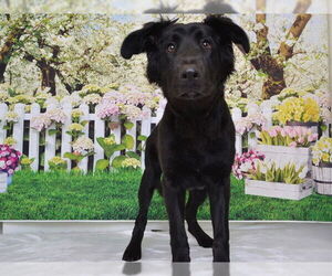 Golden Labrador Dogs for adoption in Oroville, CA, USA