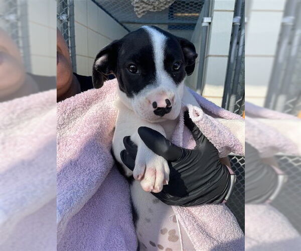 Medium Photo #1 American Pit Bull Terrier-Unknown Mix Puppy For Sale in Corpus Christi, TX, USA