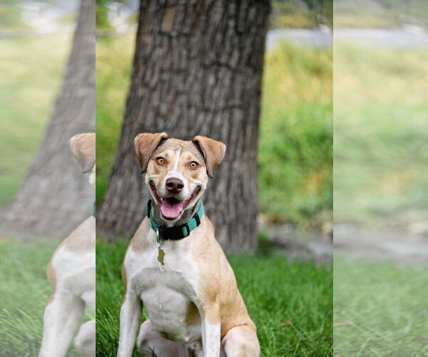 Medium Photo #1 Mutt Puppy For Sale in Sandy, UT, USA