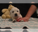 Small Photo #21 English Cream Golden Retriever Puppy For Sale in PINEHURST, TX, USA