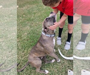 American Pit Bull Terrier Dogs for adoption in Thorndale, TX, USA
