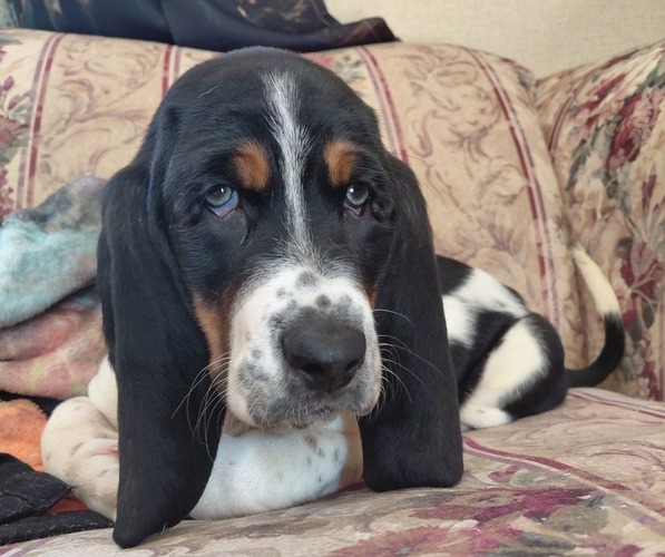 Medium Photo #1 Basset Hound Puppy For Sale in SAVANNAH, TN, USA