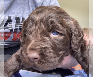 Double Doodle Puppy for sale in SAINT LEON, IN, USA