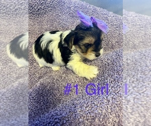 Yorkshire Terrier Puppy for sale in SOMERSET, TX, USA